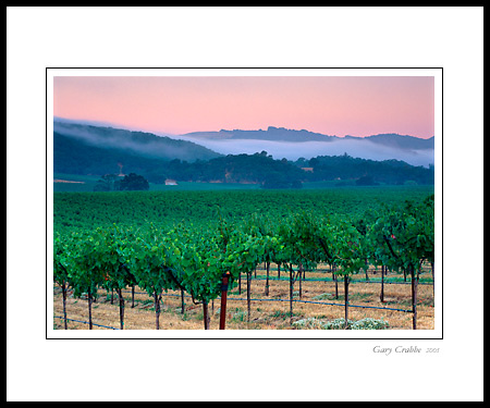 Vineyard and fog at sunrise over distant hills, Alexander Valley, near Asti, Sonoma County, California; Wine Country Vineyard, pictures, photos, prints, photographs, photography, framed wall art decor images and wall murals