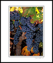 Red wine grapes on vine in fall ready for harvest, Shenandoah Valley, Amador County, California