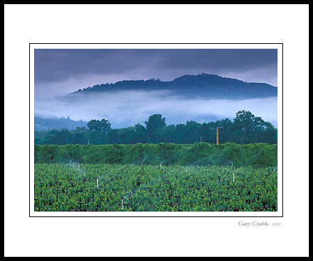 Morning fog over vineyard near Ukiah, Mendocino County, California; Wine Country Vineyard, pictures, photos, prints, photographs, photography, framed wall art decor images and wall murals