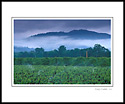 Morning fog over vineyard near Ukiah, Mendocino County, California