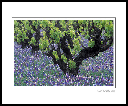 Wildflowers and grape vine in spring, near Ukiah, Mendocino County, California; Wine Country Vineyard, pictures, photos, prints, photographs, photography, framed wall art decor images and wall murals