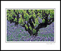 Wildflowers and grape vine in spring, near Ukiah, Mendocino County, California