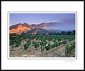 Sunrise light and fog on hills over vineyard near Hopland, Mendocino County, California