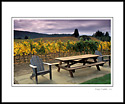 Wooden chairs and picnic table next to vineyard in fall, Anderson Valley, Mendocino County, California
