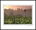 Misty sunrise over vineyard near Rutherford, Napa Valley, California