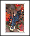 Red leaves and grapes on vine in fall vineyard, Napa Valley, California