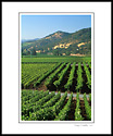 Rows of grapevines in vineyard in summer, near Yountville, Napa Valley, California