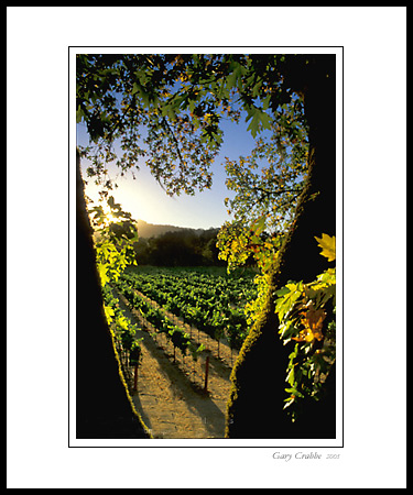 Sunset light on vineyard through trees, Silverado Trail, Napa Valley, California; Wine Country Vineyard, pictures, photos, prints, photographs, photography, framed wall art decor images and wall murals