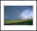 Rainbow and storm clouds in spring over vineyard near St. Helena, Napa County, California