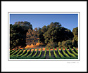 Vineyard and oak trees at sunset, Carneros Region, Napa County, California