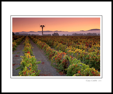 Autumn sunrise over vineyards in the Carneros Region, Napa County, California; Wine Country Vineyard, pictures, photos, prints, photographs, photography, framed wall art decor images and wall murals