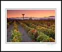 Autumn sunrise over vineyards in the Carneros Region, Napa County, California