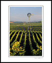 Vineyard, Windmill and Hot Air Balloon, Carneros Region, Napa County, California