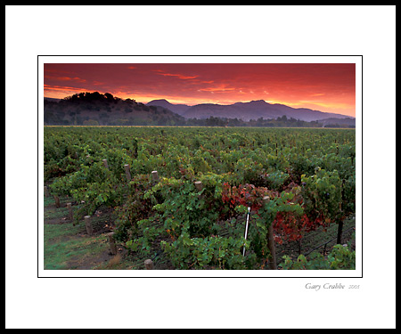 Red clouds at sunrise over vineyard in Napa Valley, California; Wine Country Vineyard, pictures, photos, prints, photographs, photography, framed wall art decor images and wall murals