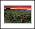 Red clouds at sunrise over vineyard near Oakville, Napa Valley, California