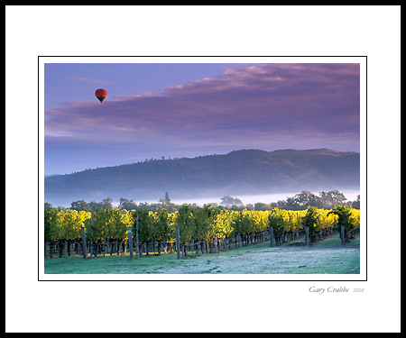 Hot Air Balloon and clouds over vineyard at sunrise, Yountville, Napa Valley, California; Wine Country Vineyard, pictures, photos, prints, photographs, photography, framed wall art decor images and wall murals