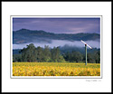 Morning fog, clouds, and hills over vineyard in fall, near Calistoga, Napa Valley Wine Country, California