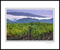 Morning fog and hills over vineyard near Calistoga, Napa Valley, California