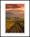 Sunset over fall vineyards and mountains above the Napa Valley from the Silverado Trail, California