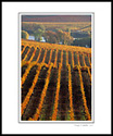 Golden rows in autumn vineyard, Carneros Wine Region, Napa County, California