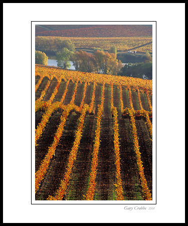 Golden rows in autumn vineyard, Carneros Wine Region, Napa County, California; Wine Country Vineyard, pictures, photos, prints, photographs, photography, framed wall art decor images and wall murals