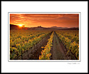 Golden sunset over vineyard in the Carneros Region, Napa County, California