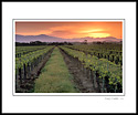 Golden Sunrise over spring vineyard, Santa Ynez Valley, Santa Barbara County, California