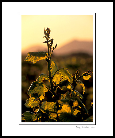 New growth on grapevine in spring at sunrise, near Los Olivos, Santa Barbara County, California; Wine Country Vineyard, pictures, photos, prints, photographs, photography, framed wall art decor images and wall murals