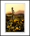 New growth on grapevine in spring at sunrise, near Los Olivos, Santa Barbara County, California