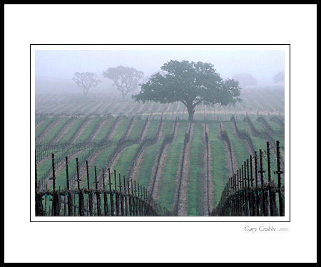 Morning fog and oak tree in spring vineyard, Paso Robles, San Luis Obispo County, California; Wine Country Vineyard, pictures, photos, prints, photographs, photography, framed wall art decor images and wall murals