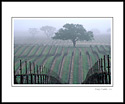 Morning fog and trees in spring vineyard, Paso Robles, San Luis Obispo County, California