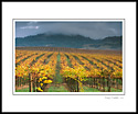 Fall colors and storm clouds over vineyard near Healsburg, Alexander Valley, Sonoma County, California