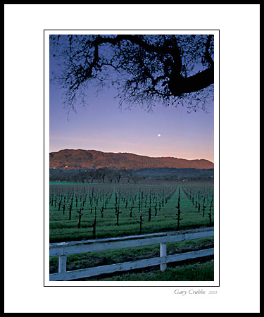 Moonset at dawn over vineyard in spring, Valley of the Moon, Sonoma County, California; Wine Country Vineyard, pictures, photos, prints, photographs, photography, framed wall art decor images and wall murals