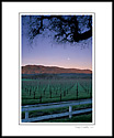 Moonset at dawn over vineyard in spring, Valley of the Moon, Sonoma County, California