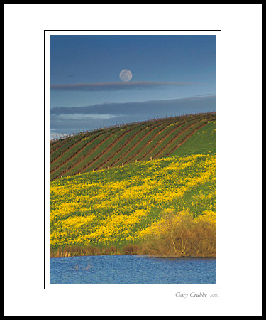 Full moon rising over hillside with spring mustard and vineyard, Sonoma County, California; Wine Country Vineyard, pictures, photos, prints, photographs, photography, framed wall art decor images and wall murals