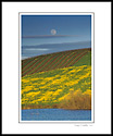 Full moon rising over hillside with spring mustard and vineyard, Sonoma County, California