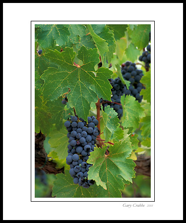 Red wine grapes and green leaves on grapevine in vineyard, Dry Creek, Sonoma County, California; Wine Country Vineyard, pictures, photos, prints, photographs, photography, framed wall art decor images and wall murals