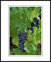 Red wine grapes and green leaves on grapevine in vineyard, Dry Creek, Sonoma County, California