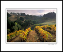 Fall colors on grapevines in vineyard below hills and clouds above Alexander Valley, Sonoma County, California