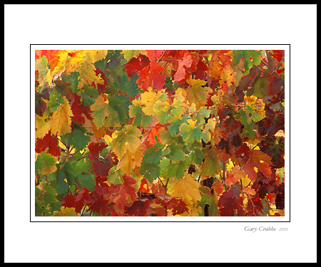 Colorful grape leaves on vine in fall vineyard, Alexander Valley, Sonoma County, California; Wine Country Vineyard, pictures, photos, prints, photographs, photography, framed wall art decor images and wall murals
