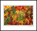 Colorful grape leaves on vine in fall vineyard, Alexander Valley, Sonoma County, California
