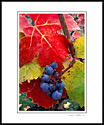 Wine grapes and red leaves on vine in fall vineyard, Alexander Valley, Sonoma County, California