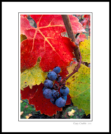 Wine grapes and red leaves on vine in fall vineyard, Alexander Valley, Sonoma County, California; Wine Country Vineyard, pictures, photos, prints, photographs, photography, framed wall art decor images and wall murals
