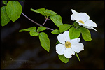 Picture: Dogwood tree flowers blossom in spring, Yosemite Valley, Yosemite National Park, California