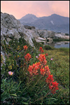 Picture: Indian Paintbrush wildflowers in bloom, 20 Lakes Basin, near Yosemite National Park, California