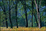 Picture: Oak trees in Cooks Meadow, Yosemite Valley, Yosemite National Park, California