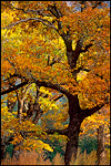 Picture: Oak trees in fall, Yosemite Valley, Yosemite National Park, California