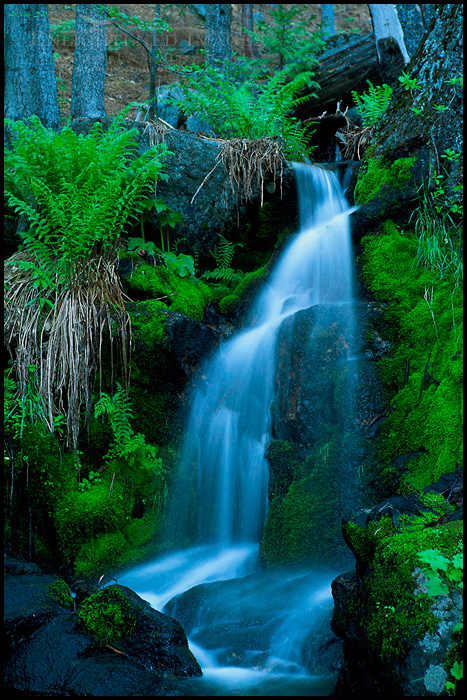 Picture: Ferns and moss along cascade, in spring, above Yosemite Valley, Yosemite National Park, California
