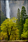 Picture: Mist and spray from Bridalveil Fall in spring and trees, Yosemite Valley, Yosemite National Park, California