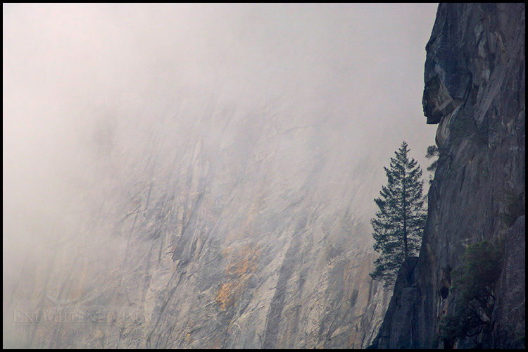 Picture: Lone pine tree growing out of solid rock on a sheer vertical cliff in Yosemite Valley, Yosemite National Park, California